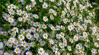 In addition to a radiant white, the Perennial of the Year 2026 can also bloom in other colors, such as pink, violet, and blue.
