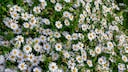 In addition to a radiant white, the Perennial of the Year 2026 can also bloom in other colors, such as pink, violet, and blue.