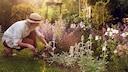 Propagating Perennials in Early Fall