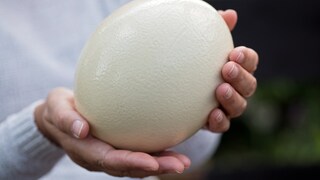 Ostrich Egg