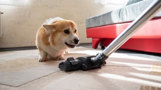 Dog During House Cleaning