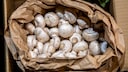 If mushrooms are stored improperly, they spoil particularly quickly.