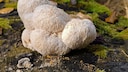 The hedgehog mushroom has been chosen as the Mushroom of the Year 2026.