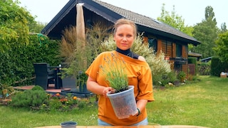 For a flowerpot drainage system, you can use not only stones, gravel, or clay.