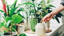 Universal Fertilizer for Plants