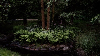 Dark Corners of the Garden