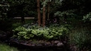 Dark Corners of the Garden