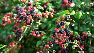 With the right planning, you can harvest delicious berries all summer long.