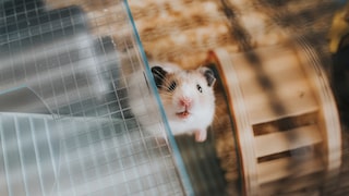 Small pets always bring their distinctive odor into the home.