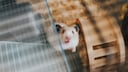 Small pets always bring their distinctive odor into the home.