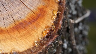 Tree resin is a sticky substance produced by trees as a protective mechanism in response to injuries or to ward off pests.