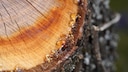 Tree resin is a sticky substance produced by trees as a protective mechanism in response to injuries or to ward off pests.