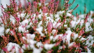 Especially in winter, heather is a popular plant. It is also known as winter heather.