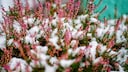 Especially in winter, heather is a popular plant. It is also known as winter heather.