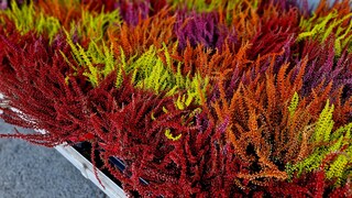 Artificially dyed heather is something most people have likely seen at least once.