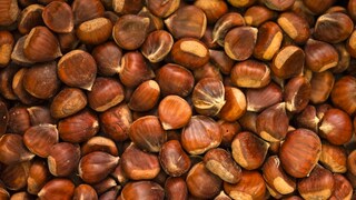 Chestnuts are typically heart-shaped with a triangular base. The horse chestnut is usually more rounded.