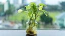 Pothos