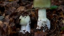The green death cap mushroom sometimes also appears in white.