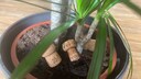 Corks in Flower Pots Can Offer Benefits