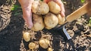 Potatoes