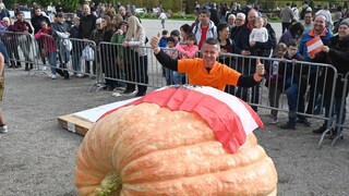 heaviest pumpkin