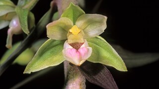 Orchid of the Year 2026