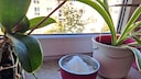 A pinch of salt on the windowsill