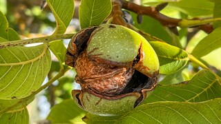 When the walnuts are ripe, the green husk splits open, releasing the walnut.