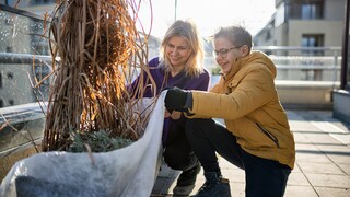 When overwintering balcony plants, there are a few basic points you should know.