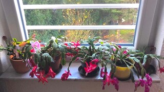 In winter, the best spot is on a windowsill without a heater underneath.