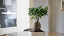 The Ficus Ginseng is a great bonsai for beginners.