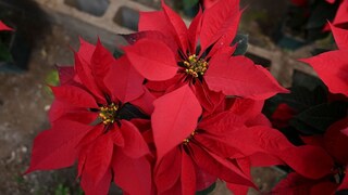 Amidst the bracts, one can find the small flowers of the Christmas cactus.