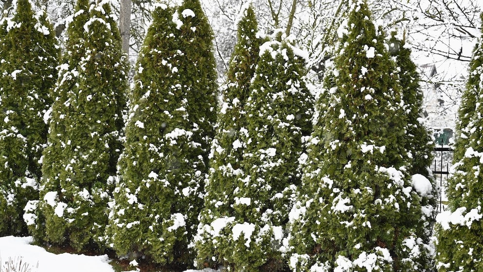 The thuja, also a conifer, requires care during the winter.