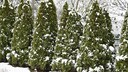 The thuja, also a conifer, requires care during the winter.