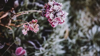 Most hydrangeas are considered winter-hardy—yet some still need protection from frost.