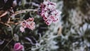 Most hydrangeas are considered winter-hardy—yet some still need protection from frost.