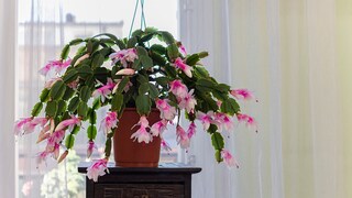 The Christmas cactus can bloom in various colors, including white, red, pink, orange, yellow, and violet.