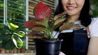 Some plants manage very well with little light in winter.