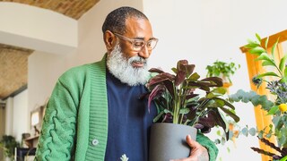 Some houseplants do not tolerate being moved to a different location.