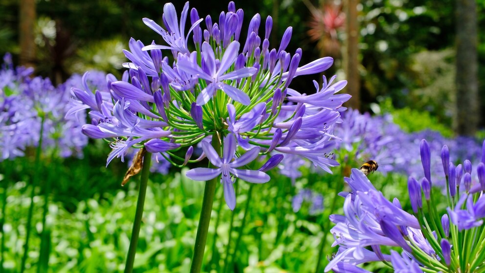 Agapanthus plants are perennial, but only if they are properly overwintered.