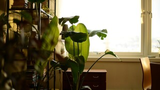 Bird of Paradise