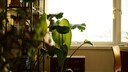 Bird of Paradise