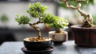 If a bonsai loses leaves, it indicates a care mistake.