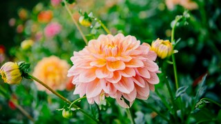 If you want to enjoy beautiful dahlia blooms again next year, there are a few things to keep in mind when overwintering them.
