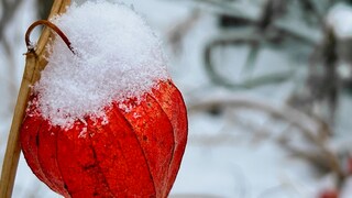 There are edible and ornamental varieties of Physalis. The ornamental Physalis does not need to be overwintered; it remains in the garden even in snow and ice.
