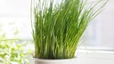 Even in winter, you can harvest fresh chives if you care for them properly.