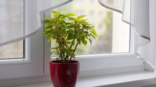 There can be various reasons why a poinsettia loses its color.