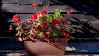 In a bright spot in a conservatory, geraniums can be overwintered with ease.