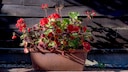 In a bright spot in a conservatory, geraniums can be overwintered with ease.