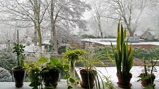 In winter, our houseplants suffer from changed conditions. However, this can be avoided.